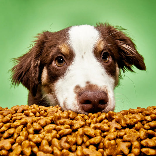 Top 3 Benefits of Freeze-Dried Protein for Your Dog's Diet