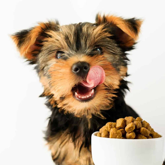 Transform Your Picky Eater's Mealtime with BOUFF: All-Natural Dog Food Toppers Made in Canada